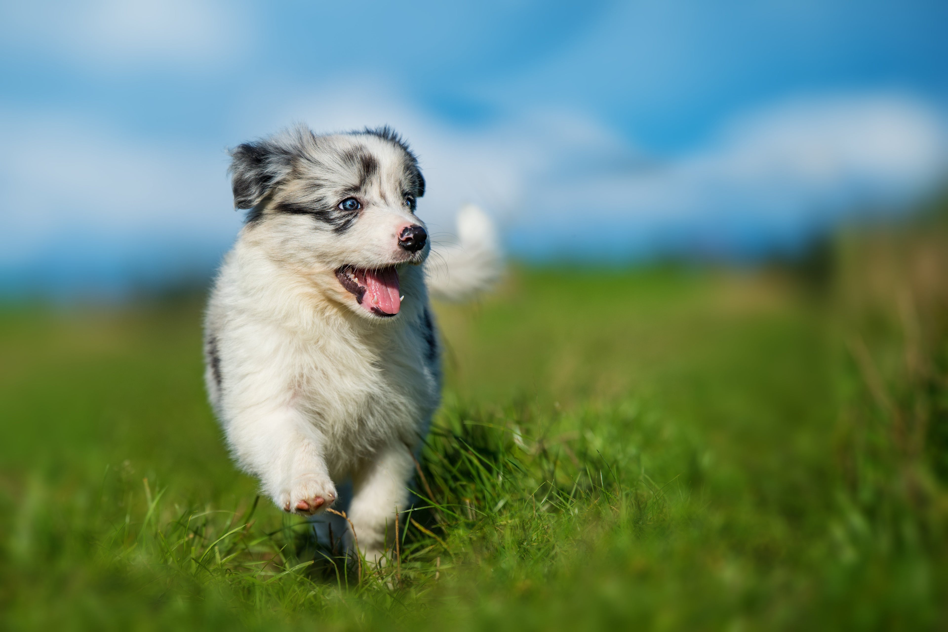 Kauartikel für Welpen