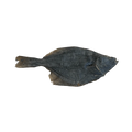 Flunder