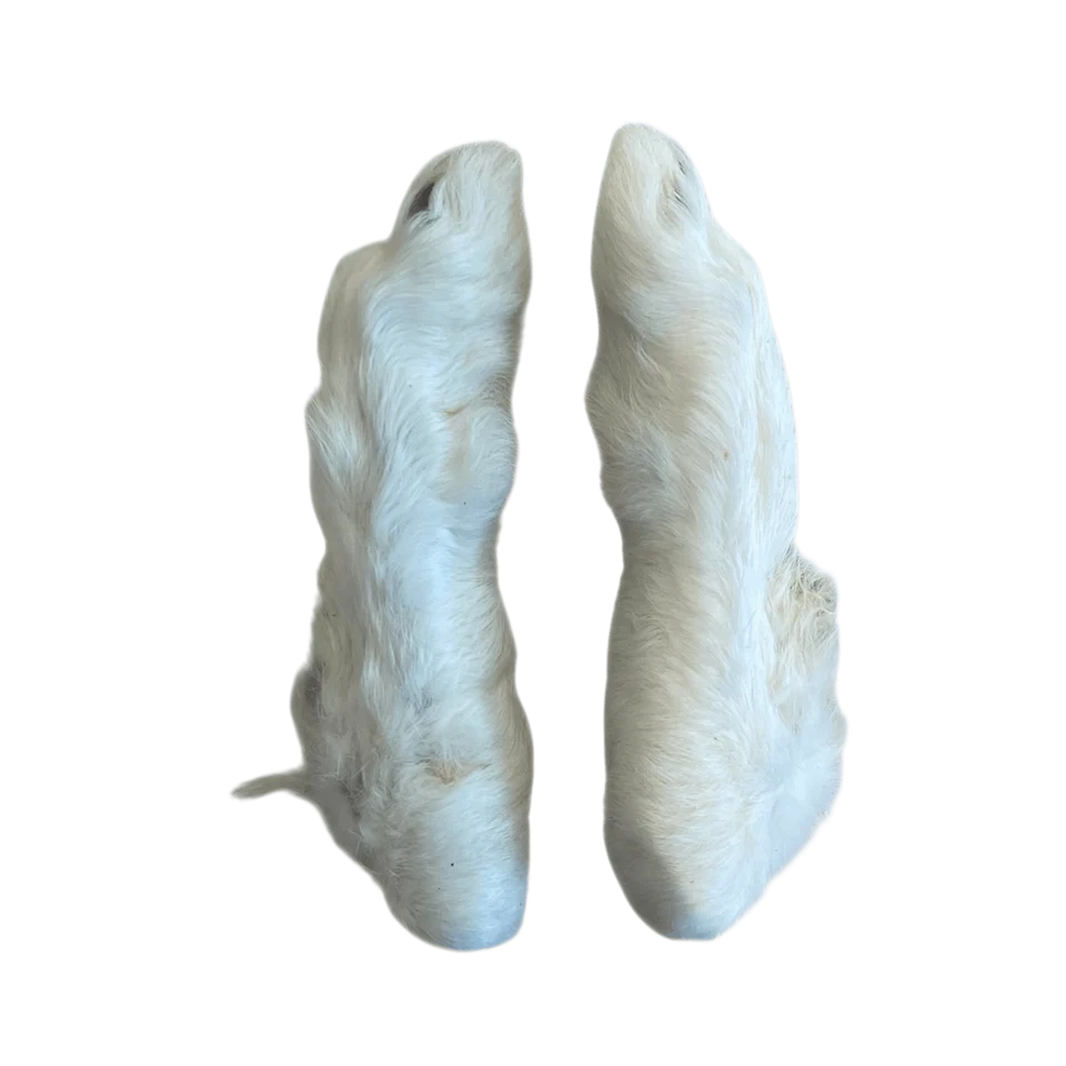 Kaninchen Pfoten mit Fell